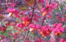 Bild Garten Riemann