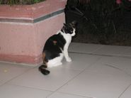 Wie in allen südlichen Ländern, so auch in Kroatien. Leider völlig selbständige Katzen